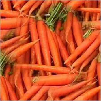 Frozen Carrot (23)-8530210-80663.webp
